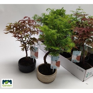 BONSAI GEM