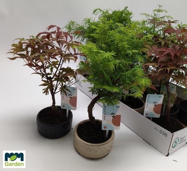 <h4>BONSAI GEM</h4>