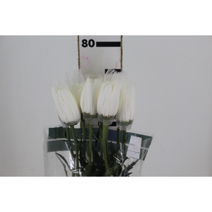 ANASTASIA HERRERA 080 CM BRANCO