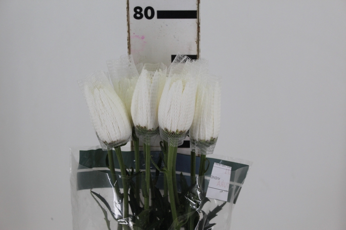 ANASTASIA HERRERA 080 CM BRANCO