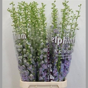 Delph Du Dewi Zofia Lavendel