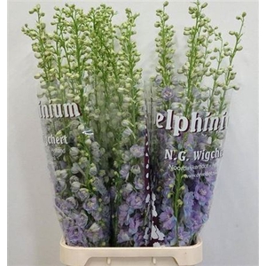 Delph Du Dewi Zofia Lavendel