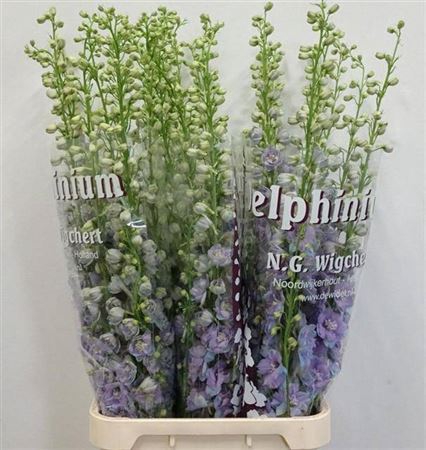 <h4>Delph Du Dewi Zofia Lavendel</h4>