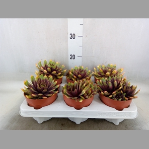 Succulents   ...
