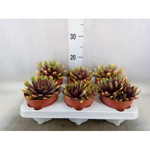 Succulents   ...