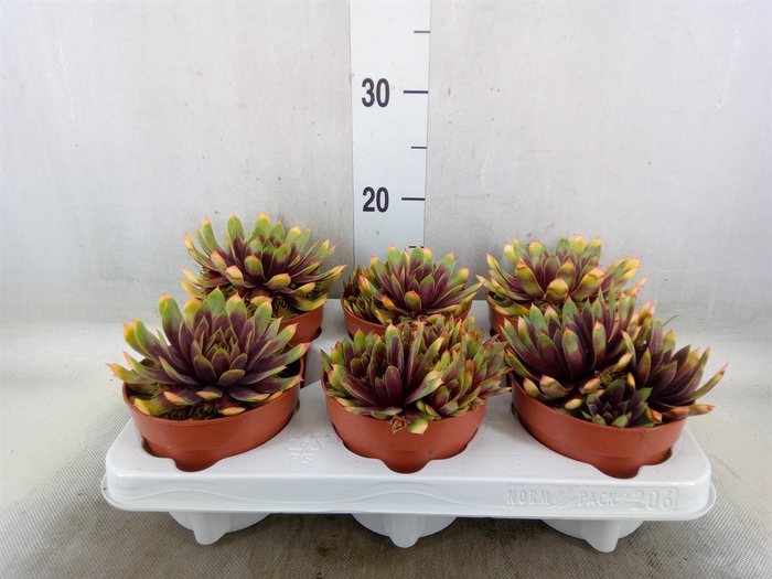<h4>Succulents   ...</h4>