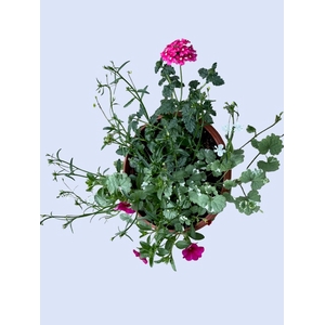 PERKPL GEM IN POT