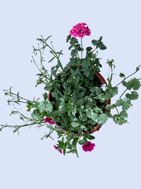 <h4>PERKPL GEM IN POT</h4>