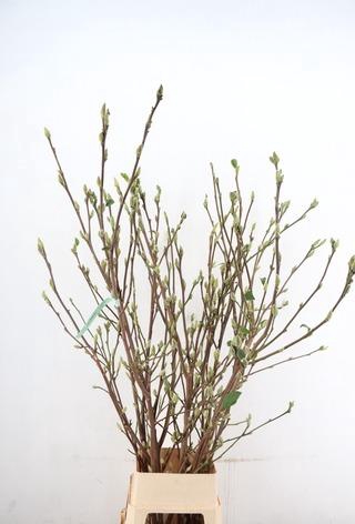 MAGNOLIA SUPERBA 160CM