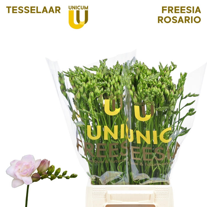 <h4>Haken Tesselaar - Rosario</h4>