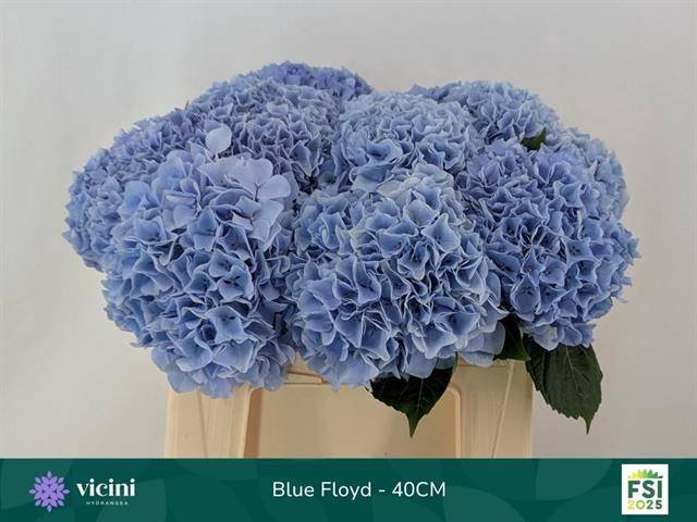 <h4>HYDR M MAG PI FLOY B</h4>