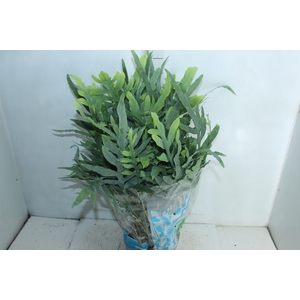 PHLEBODIUM BLUE STAR C21