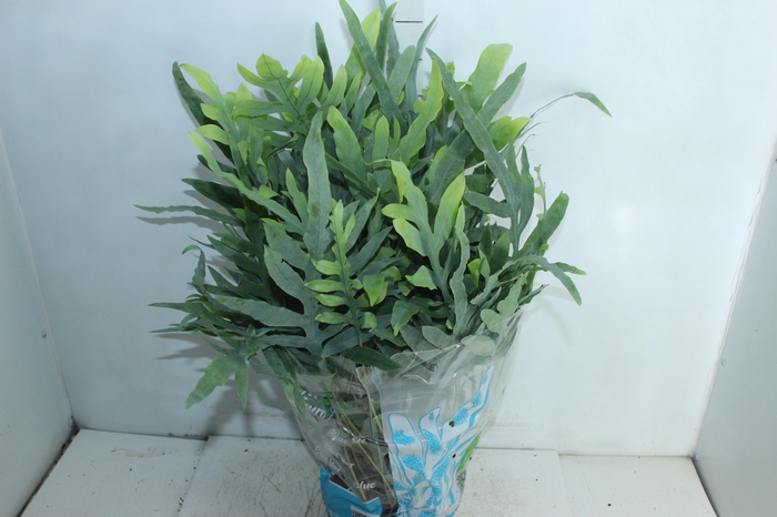 <h4>PHLEBODIUM BLUE STAR C21</h4>