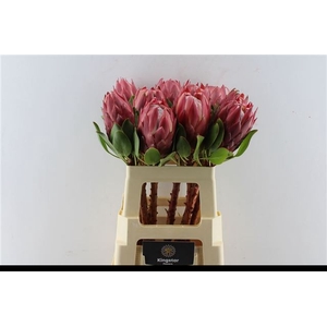 PROTEA CY RED REX