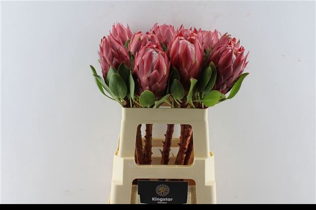 PROTEA CY RED REX