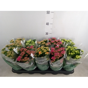 Kalanchoe blos. 'RosDon Collection'