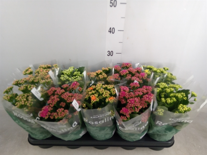 <h4>Kalanchoe blos. 'RosDon Collection'</h4>