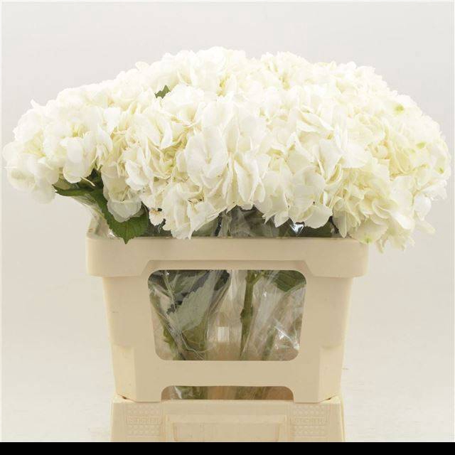 <h4>Hydrangea ice age</h4>