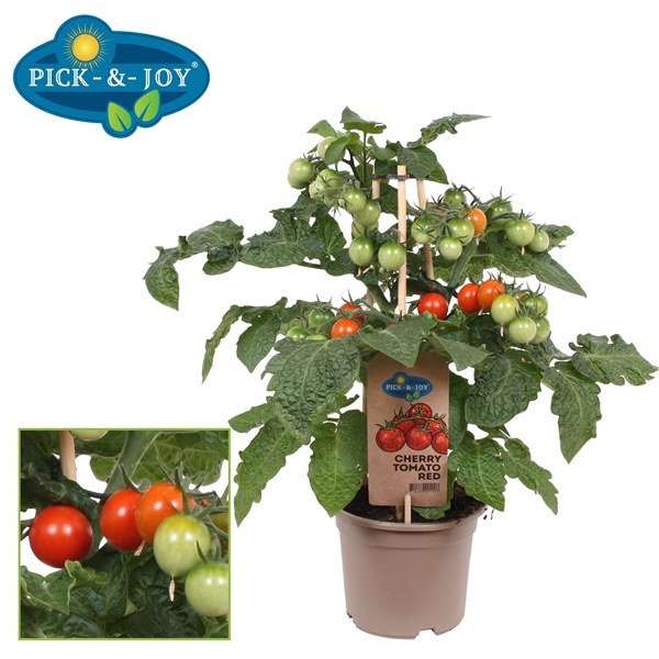 <h4>PICK-&-JOY® Cherry Tomato Red</h4>