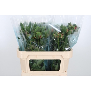 Alstroemeria Fashionista Sofiena 70