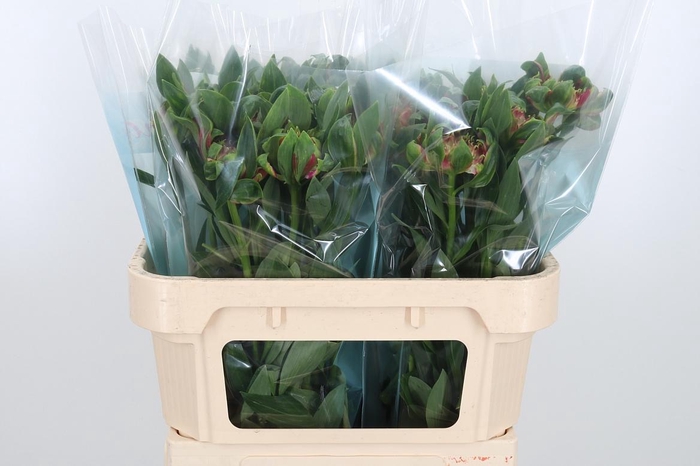 <h4>Alstroemeria Fashionista Sofiena 70</h4>