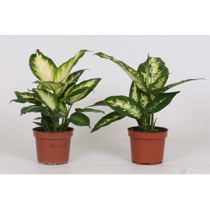 Dieffenbachia