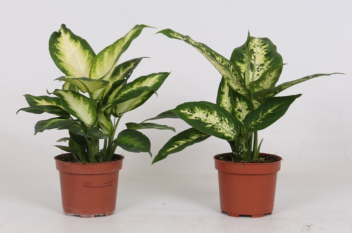 <h4>Dieffenbachia</h4>