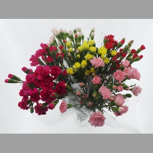 Bouquet Mono Tros Anjer x10 mix 50cm