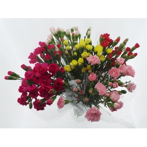 Bouquet Mono Tros Anjer x10  mix 50cm