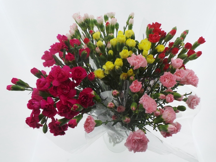 Bouquet Mono Tros Anjer x10 mix 50cm