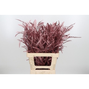 Grevilea Ivanhoe Kl Bh Rose Goud