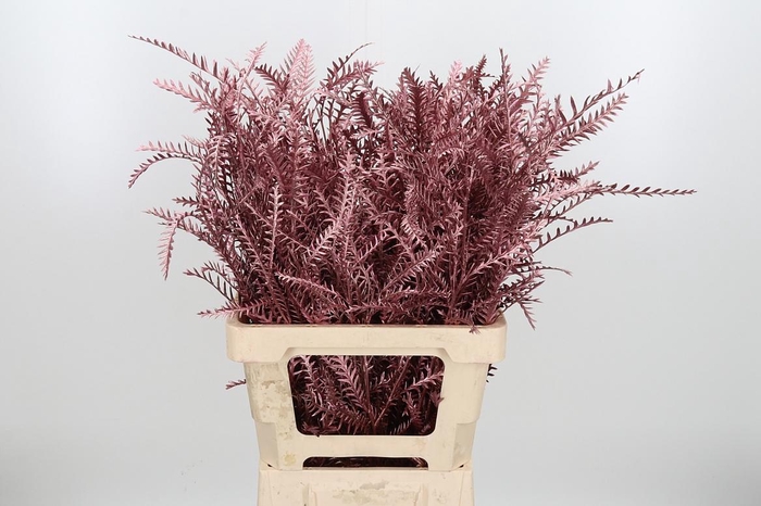 <h4>Grevilea Ivanhoe Kl Bh Rose Goud</h4>