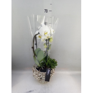 Arr.  Phalaenopsis  H%