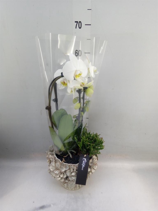 <h4>Arr.  Phalaenopsis  H%</h4>