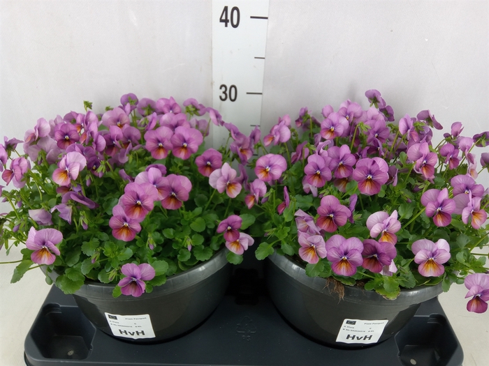 <h4>Viola corn. 'Evo Mini Pink'</h4>