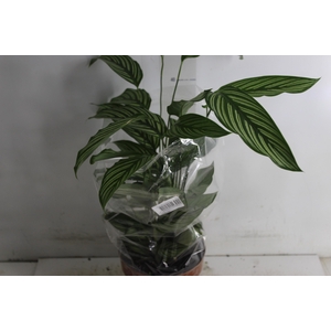 CALATHEA VITTATA P17