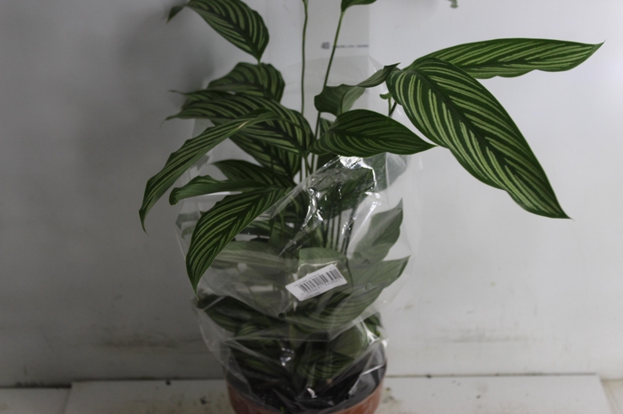 <h4>CALATHEA VITTATA P17</h4>