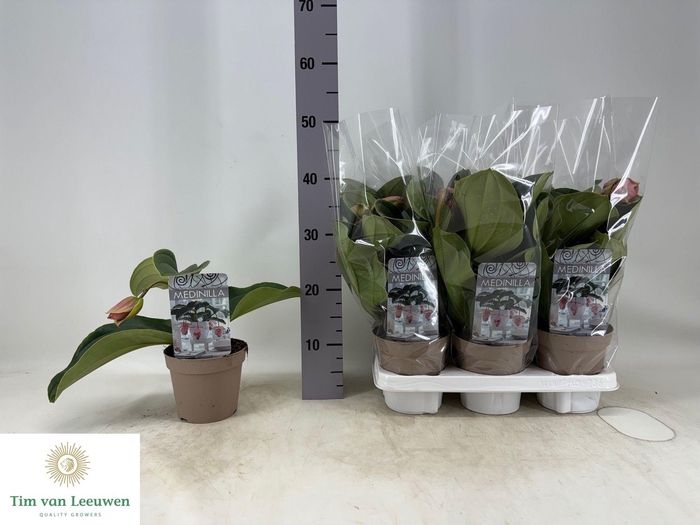 <h4>MEDIN CANDY</h4>