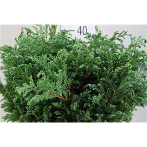 DEC Conifeer Zak Boulevard