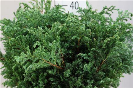 <h4>DEC Conifeer Zak Boulevard</h4>