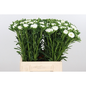 Callistephus Mats Wit