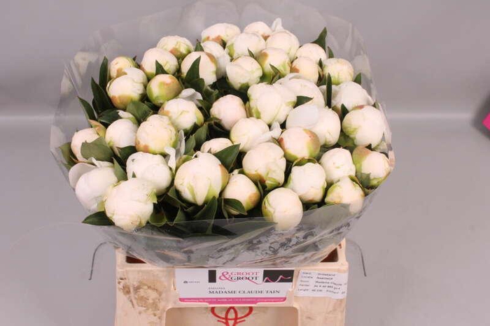 <h4>Paeonia Madame Claude Tain | Heavy Quality</h4>