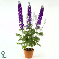 Delphinium Elatum Grp 'Aurora Deep Purple' P11