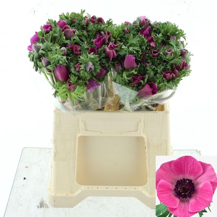 <h4>ANEM CO MAR ORCHID</h4>