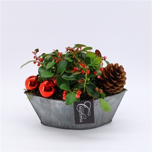 GACR-2411 Gaultheria creatie