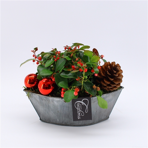 <h4>GACR-2411 Gaultheria creatie</h4>