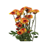 CRISANTEMO SANTINI LEXY 080 CM