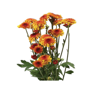 CRISANTEMO SANTINI LEXY 080 CM