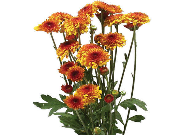 CRISANTEMO SANTINI LEXY 080 CM