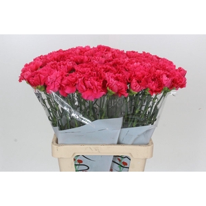 Dianthus St Bizet